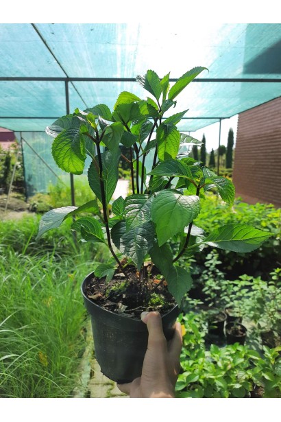 Гортензія широколиста Стайл Пінк - 3л/вис.30-40см/Ø25-35см